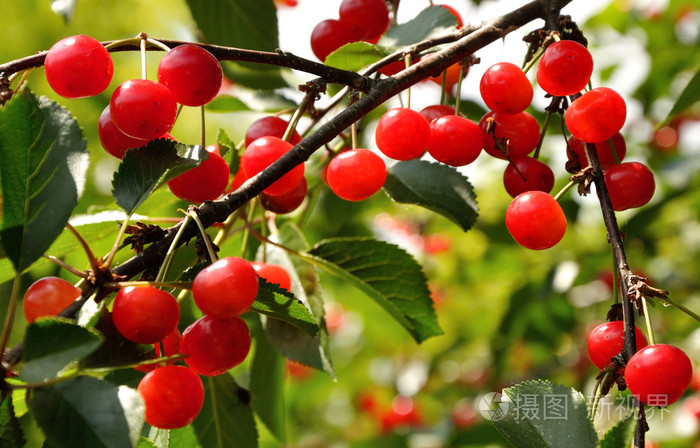 明亮的红樱桃在树枝上