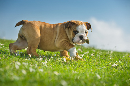 新鲜的夏季草地上玩的可爱快乐牛头犬小狗
