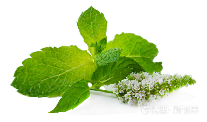 新鲜的薄荷花白色上孤立
