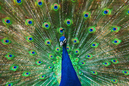 传播多彩美丽的尾部羽毛的孔雀