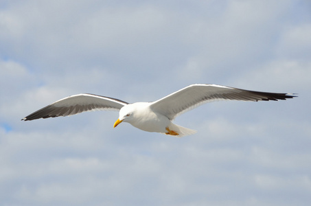在白海上空飞行的海鸥