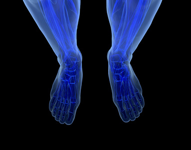解剖学研究人类的双腿