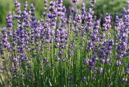 丁香花卉背景