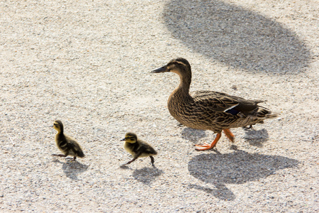 鸭市 ducklings.walk