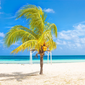 在古巴的热带海滩椰子树