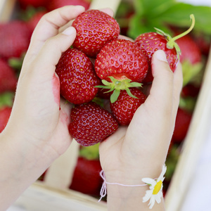 草莓儿童在花园里采摘新鲜草莓