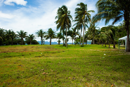 在白色的沙滩上的绿树。malcapuya 岛，科伦菲律宾