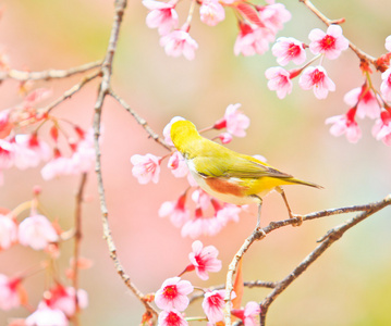 樱花与樱花绿绣眼鸟