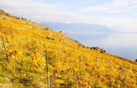 熔丝，瑞士的葡萄园