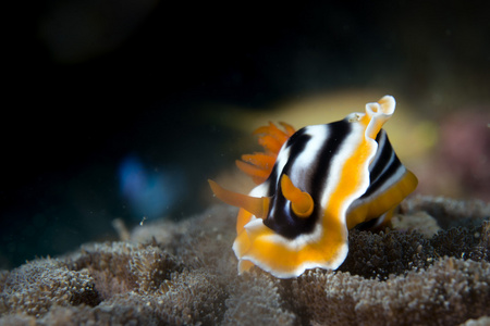 chromodoris 裸鳃亚目