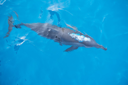 在深蓝色的大海中冒泡的海豚