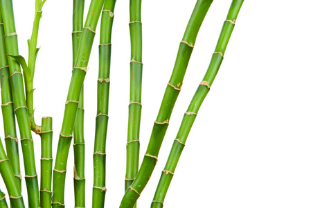 竹茎在白色背景上