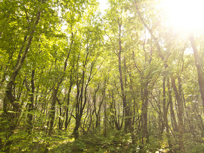 森林树木背景。自然绿色木阳光