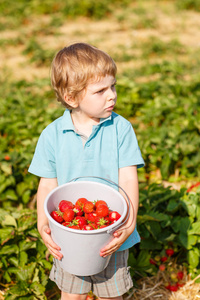有机草莓农场蹒跚学步的小男孩