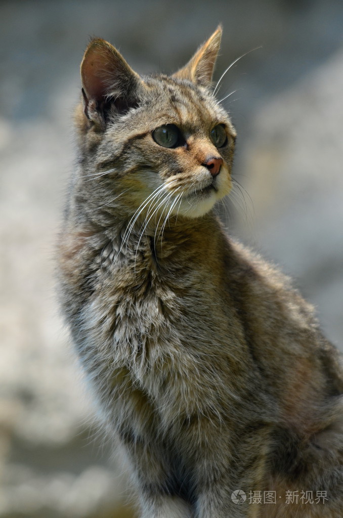 野猫