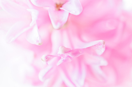 粉色花束关门