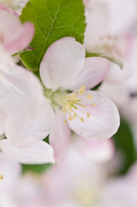 白樱桃花