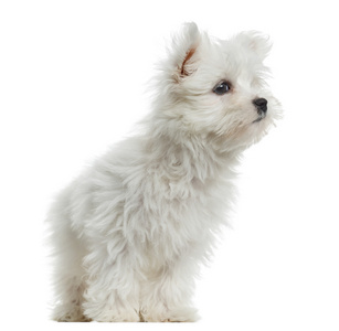 马耳他小狗，2 个月大，孤立上白色