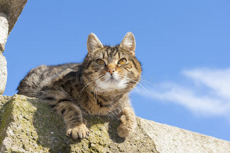 漂亮的猫