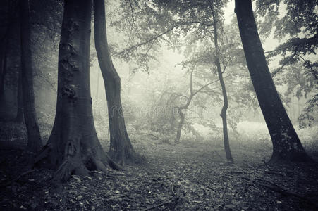 秋天有雾的森林