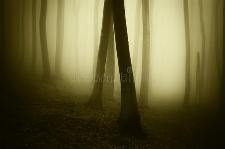 雾笼罩的神秘森林