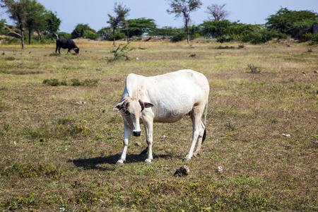 印度拉贾斯坦邦，一头奶牛在草地上吃草