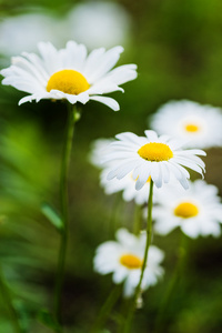 草原上的野生洋甘菊