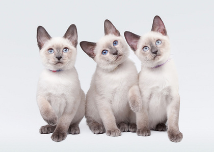 在白色背景上的三个小泰国小猫