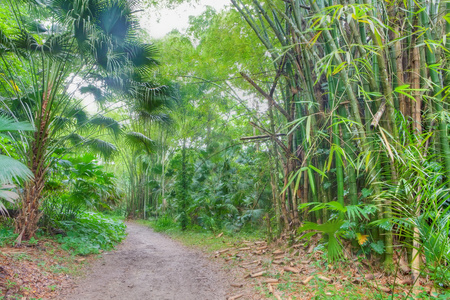 在雨林中宽路径