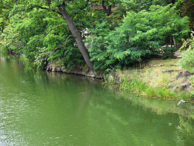 在公园湖岸