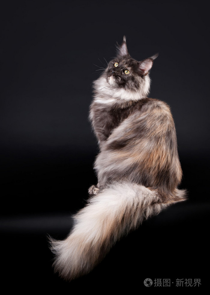 黑色背景上的美国缅因库恩猫