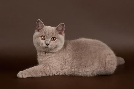 小丁香英国猫暗棕色背景上
