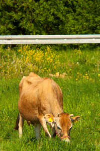 泽西牛在草地上觅食