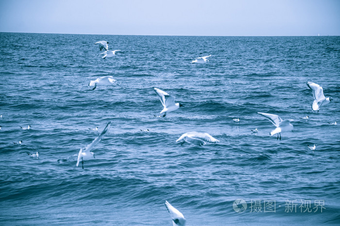 海鸥在海上飞行