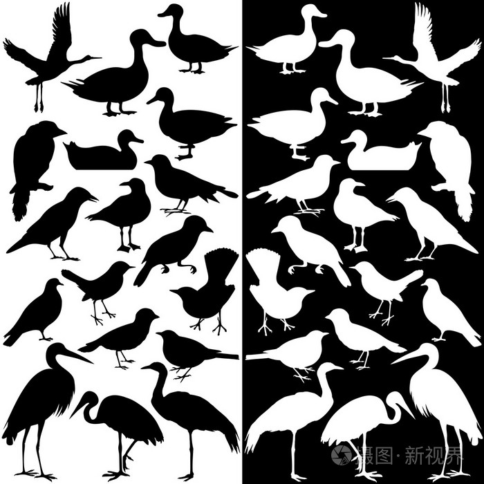 鸟的轮廓(黑白)插画-正版商用图片1cuot1-摄图新视界