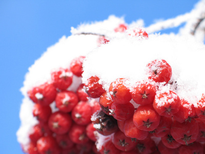 冰雪覆盖的红色浆果