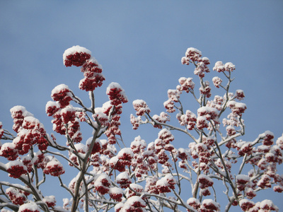 大雪覆盖的树枝