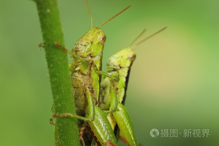 蚱蜢