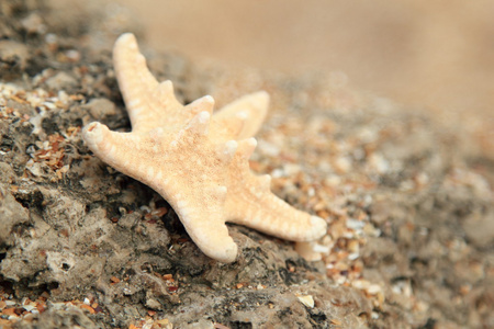 躺在海中的一块大石头上的异国情调美丽海星