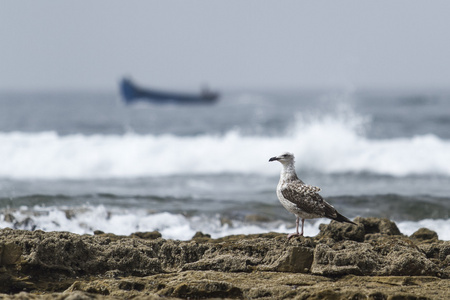 海鸟类图片