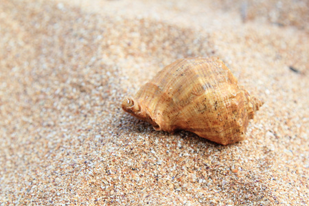 大海，沙滩贝壳