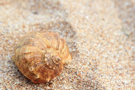 大海，沙滩贝壳