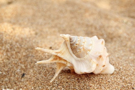 大海，沙滩贝壳
