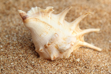 海贝壳躺在棕色沙子上