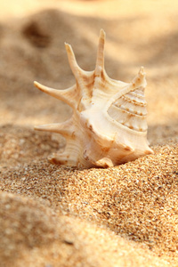 在夏天的棕色沙子上海贝壳