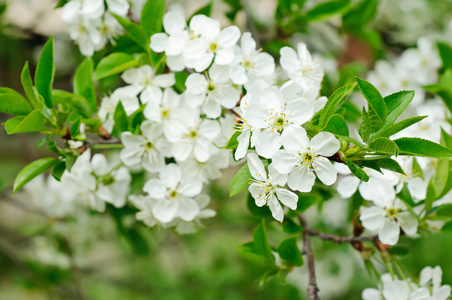 樱桃花