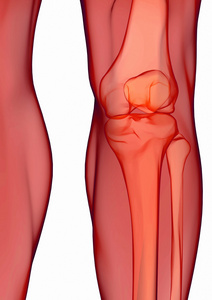 人膝关节解剖