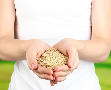 小麦籽粒中女性手上自然背景