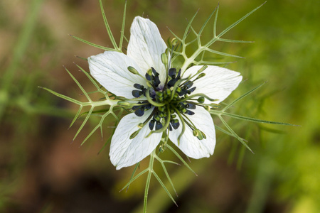 天 Nigella 产大马士革玫瑰 花