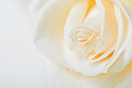 白玫瑰花蕾宏